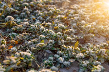Khakiweed, Washerwoman, Sessile joyweed veya Smooth chaff flower (Alternanthera Paronychioides, Alternanthera caracasana) büyümekte ve yerde kaplamaktadır.