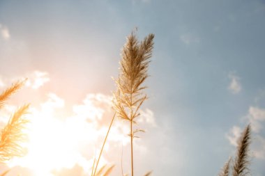 Güneş ışığıyla (Saccharum spontaneum) Wild Cane çiçek tarlaları, Görüntü Gürültü ve Film Tahılları