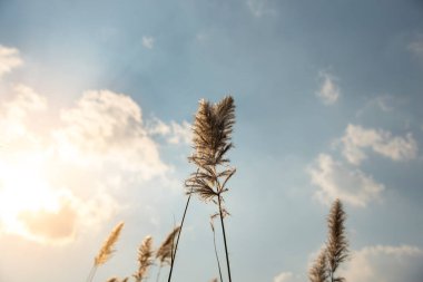 Güneş ışığıyla (Saccharum spontaneum) Wild Cane çiçek tarlaları, Görüntü Gürültü ve Film Tahılları