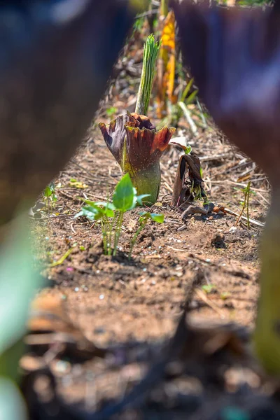 Tropikal bahçede yakın plan Konjac çiçeği. Tayland 'da.