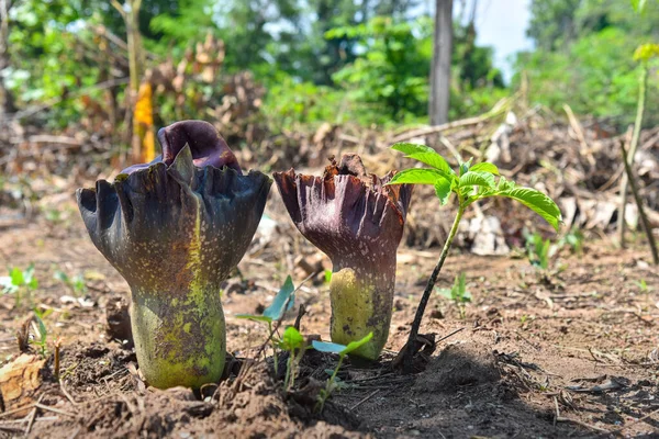 Tropikal bahçede yakın plan Konjac çiçeği. Tayland 'da.