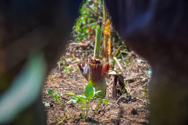 Tropikal bahçede yakın plan Konjac çiçeği. Tayland 'da.