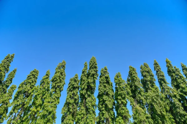 Groene Muur Plant Polyalthia Longifolia Boom Blauwe Hemel Achtergrond — Stockfoto