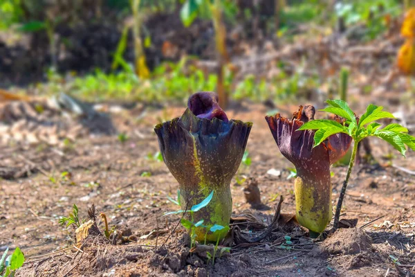 Close Konjac Flower Tropical Garden Thailand Stok Foto Bebas Royalti