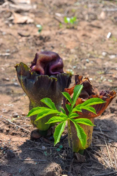Tropikal bahçede yakın plan Konjac çiçeği. Tayland 'da.