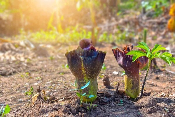 Close Konjac Flower Tropical Garden Thailand Stok Gambar