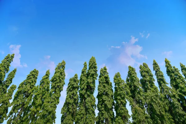 Planta Verde Pared Polyalthia Longifolia Árbol Sobre Hermoso Cielo Fondo — Foto de Stock