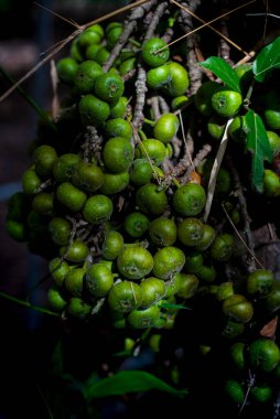 Ağaç doğası üzerine yeşil Tayland inciri, sağlık için Tayland şifalı otları, asit koşullarının dengelenmesi, böbrek taşlarının önlenmesi, karaciğer ve dalağın temizlenmesi gibi pek çok faydası vardır..