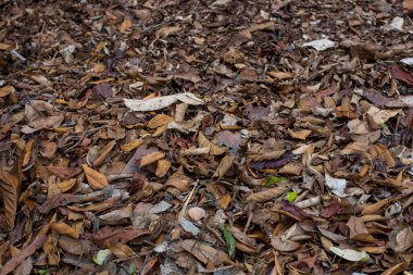 Yapraklar ve sebzelerle birlikte gübre yığınına yayılmış kurumuş sonbahar yapraklarıyla dolu gübre. Yapraklar gübre yığınına eşit olarak yayılır..