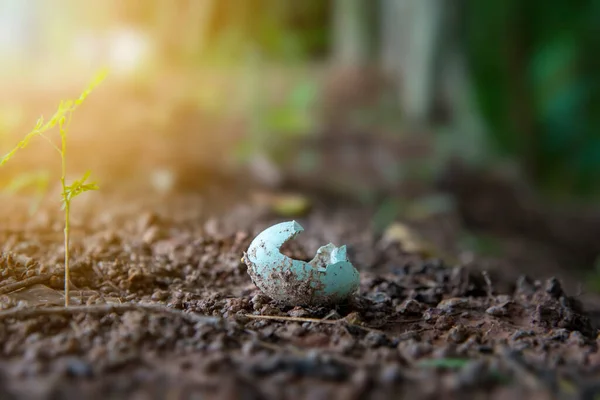 Kırık Kuş Yumurtasının Seçmeli Odak Noktası Güneş Doğduktan Sonra Ormanda — Stok fotoğraf