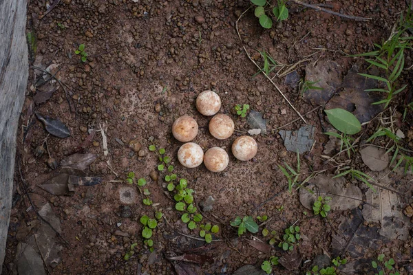 Kaplumbağa Yumurtası Yerde Kapan Kaplumbağa Üstteki Görünüm — Stok fotoğraf