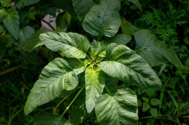 Yeşil ıspanak (Amaranthus spp., (Spinacia oleracea) (Amaranthus viridis).