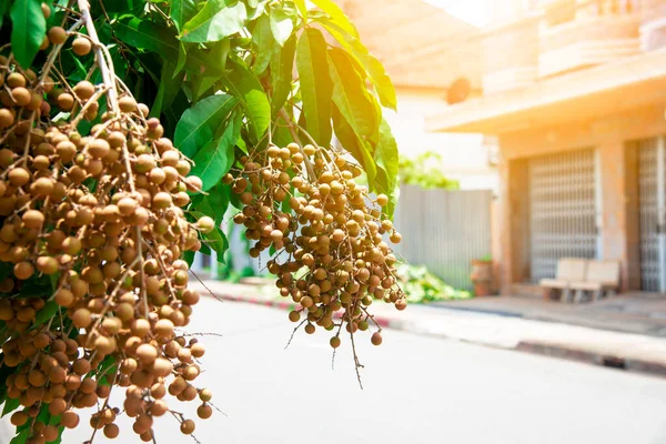 Ağaçtaki genç Longan meyvesi