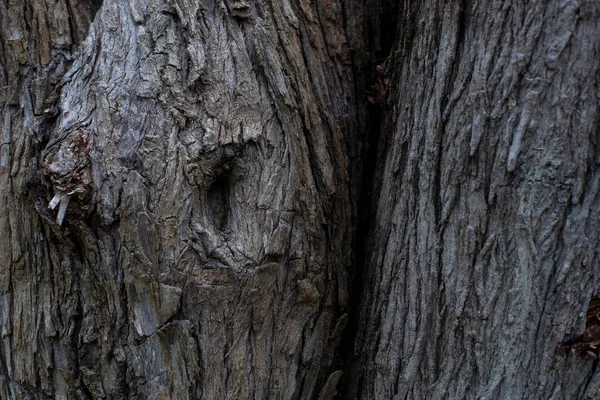 Small Hollow Tree Trunk — Foto de Stock