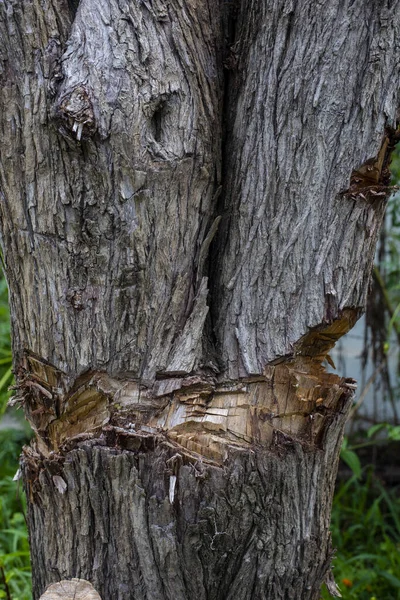Ağacın Yaraları Kabuk Arka Planı Çevre Sosyal Konular Kavramı — Stok fotoğraf