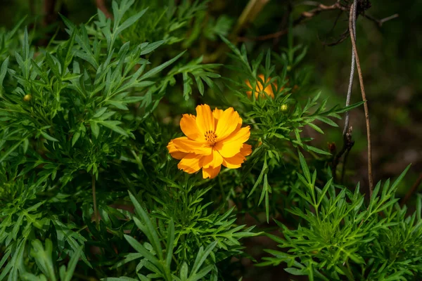 Primo Piano Del Fiore Arancione Del Cosmo — Foto Stock