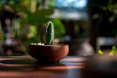 Yeşil Kaktüs kahverengi kil tencereye dikilmiş ahşap bir masa, doğal arka plan bulanık, düşük tuş