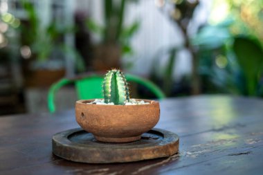 Yeşil Kaktüs, kahverengi kil tencereye yerleştirilmiş tahta bir masa üzerinde, doğal bulanık bir arka plan.