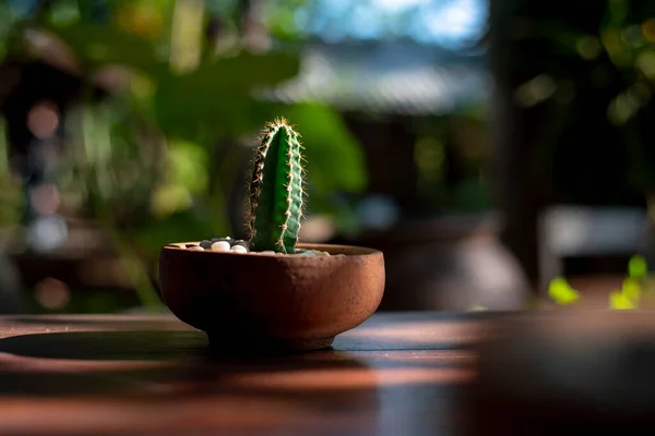 Grüner Kaktus Braunem Tontopf Auf Holztisch Gepflanzt Naturverschwommener Hintergrund Leise — Stockfoto