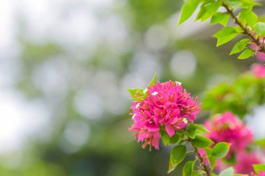 Bulanık doğa arka planında Pembe Bougainvillea çiçeği