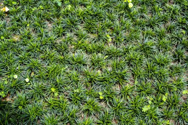 Warf lilyturf, Snake 's Beard, Mondo Grass, Monkey Grass, (Ophiopogon japonicus) arka plan (seçici odak), koyu yeşil duvar kağıdı