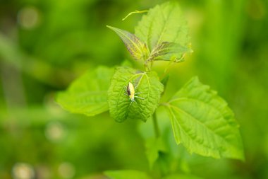 Yeşil bir böcek, buğday biti, kromolaena kokularının üzerinde oturuyor. 