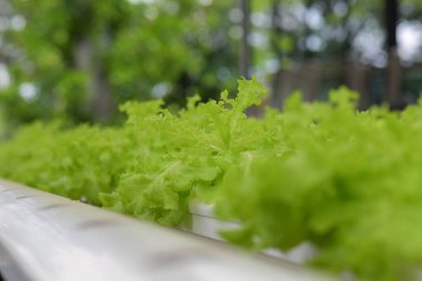 Hidrofonik sebzeler plastik borularda yetişen yeşil meşe marulu akıllı çiftliklerde hidrofonik sistemler, akıllı tarım kavramları