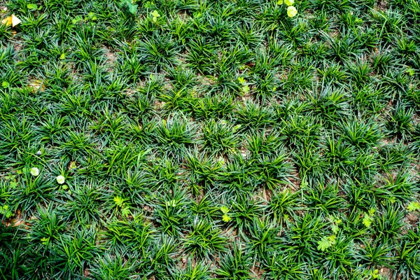 Warf lilyturf, Snake 's Beard, Mondo Grass, Monkey Grass, (Ophiopogon japonicus) arka plan (seçici odak), koyu yeşil duvar kağıdı
