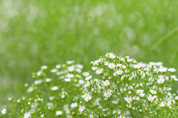 朝の日差しを背景に牧草地で美しい白いカッターの花 選択的焦点 ぼやけた背景 — ストック写真