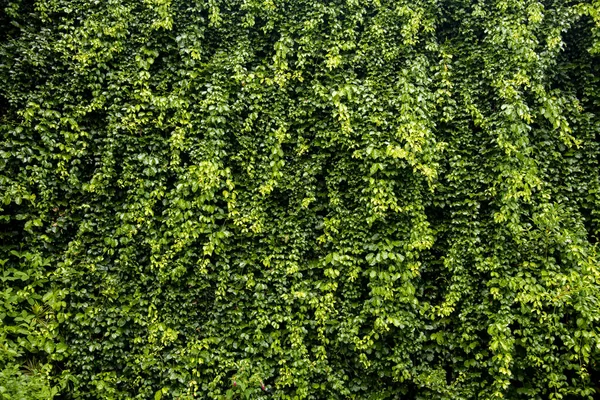 green leaves cat\'s claw creeper covered on fence wall background. Cat`s Claw Vine Flower Macfadyena Unguis-cati L. A.H. Gentry