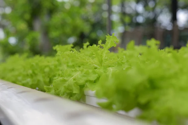 Hydroponics vegetables Green oak lettuce growing in plastic pipes at Smart farms with hydroponics systems, smart farming concepts