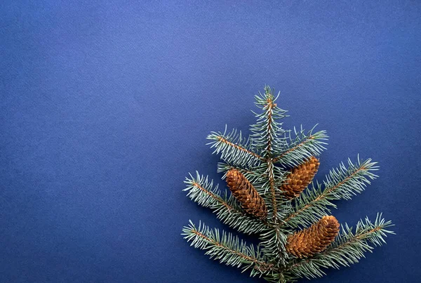 Зимова Ялинкова Гілка Розташована Дерево Сосновими Шишками Синьому Фоні — стокове фото