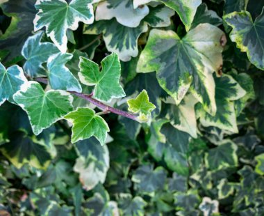 Güzel yapraklı sarmaşık dalını kapat. Sarmaşık dokusu. Yeşil yapraklar arka plan. Yaprak deseni.