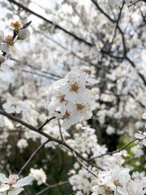Beyaz erik ağaçlarının taç yapraklarını kapatın. Sığ alan derinliğine sahip ilkbahar seçici odak.