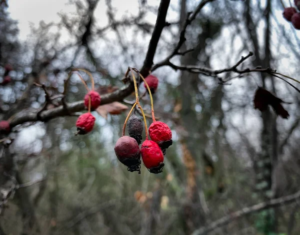 Close Branch Dried Red Hawthorn Fruits Autumn Forest Blurred Background — Stock Photo, Image