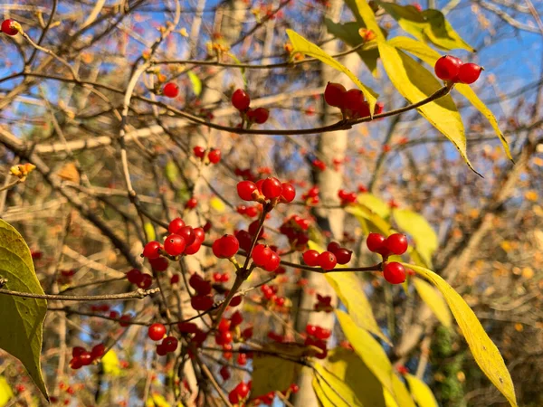 Red Berries Branch Woods Also Known Amur Honeysuckle Colorful Autumn — Stock Photo, Image