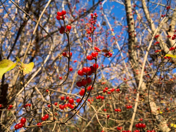 Ramo Bagas Vermelhas Arbusto Madressilva Amur Árvore Floresta Outono Frutas — Fotografia de Stock