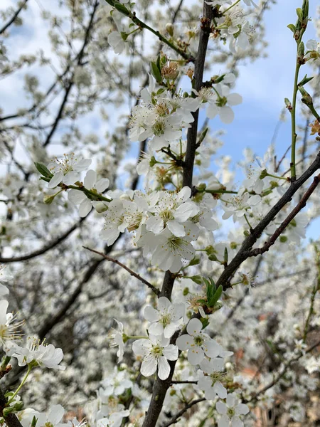 Primavera Cedo Florescendo Ramo Ameixa Cereja Com Flores Brancas Primavera — Fotografia de Stock