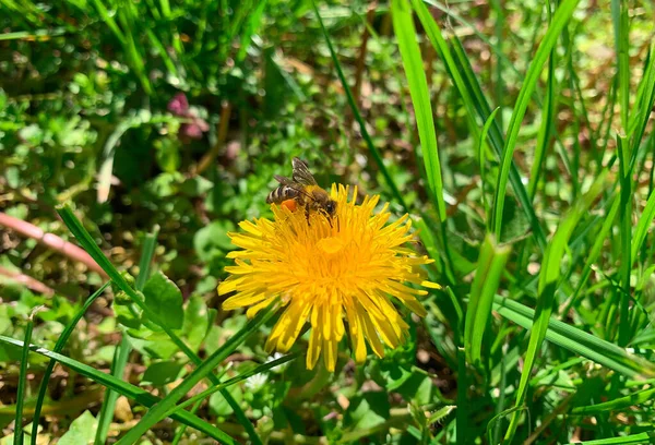 Les Abeilles Mellifères Récoltant Pollen Forment Une Fleur Pissenlit Jaune — Photo