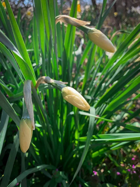 Close Bunch Yellow Narcissus Flower Buds Waiting Bloom Sunny Spring — Stock Photo, Image