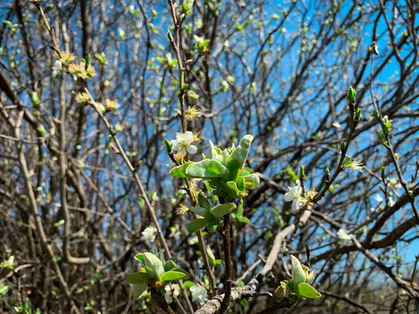 Selective Focus Quince Tree Branch Young Green Leaves Buds Spring — Stock Photo, Image