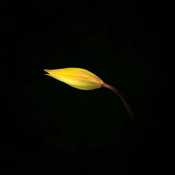 Close Single Yellow Tulip Bud Isolated Black Background — Stock Photo, Image