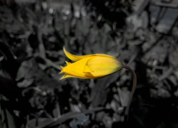 Fekete Fehér Fotó Félig Nyitott Egy Sárga Tulipán Bimbó — Stock Fotó