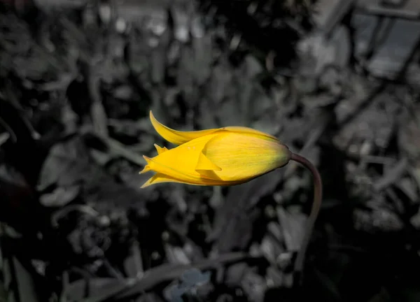 Foto Blanco Negro Con Brote Tulipán Amarillo Medio Abierto — Foto de Stock