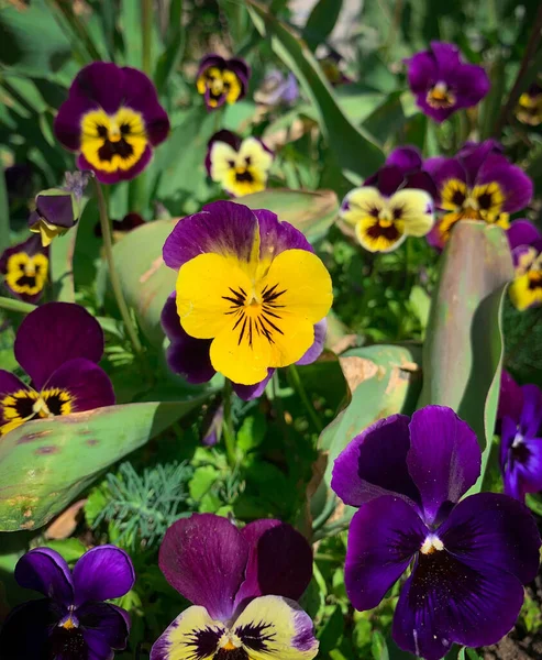 Primavera Jardim Cheio Flores Vibrantes Amarelo Roxo Pansy Também Conhecido — Fotografia de Stock