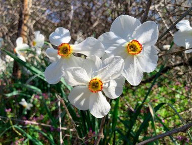 Beyaz bahar nergislerinin yakın görüntüsü. Bahçede yetişen güzel narsisus çiçekleri.