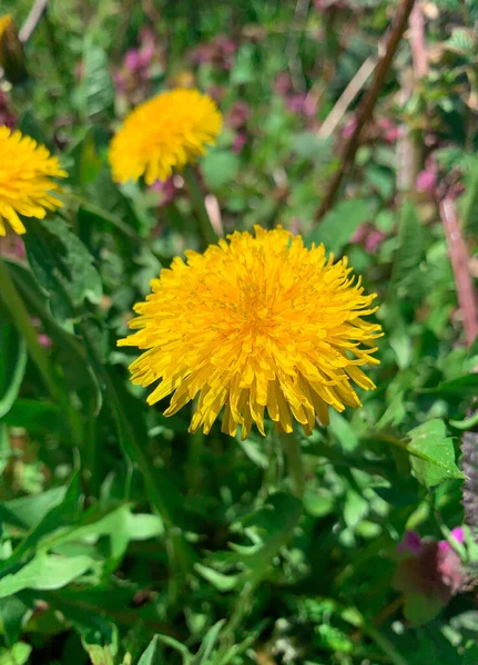 Close Selective Focus Dandelion Grass Background April Spring Meadow Yellow — Stock Photo, Image