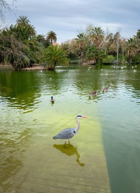 İspanya, Barselona 'daki Ciutadella Parkı' ndaki gölette büyük balıkçıllar duruyor..