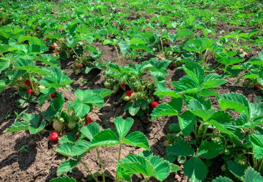 Bio strawberry farm plantation with natural eco red strawberries