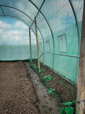 Growing organic cucumbers in a greenhouse. Healthy vegetables with no pesticide. Organic farming. 